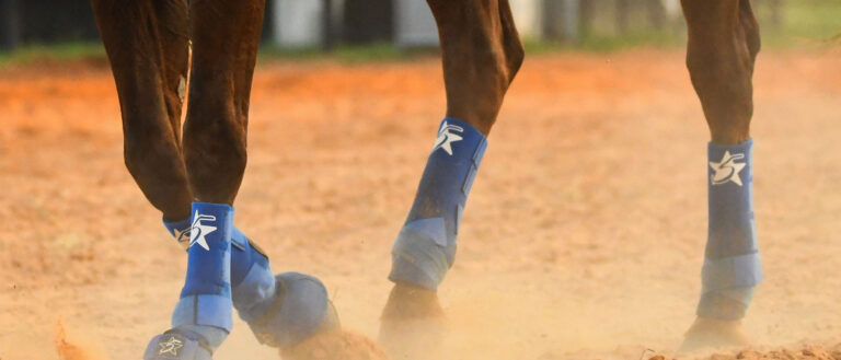 Show horse with equine boots.