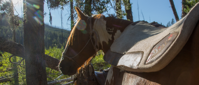 Image of a horse in the wilderness.