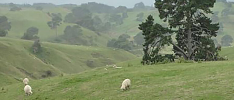 Image of sheep on a hillside pasture.