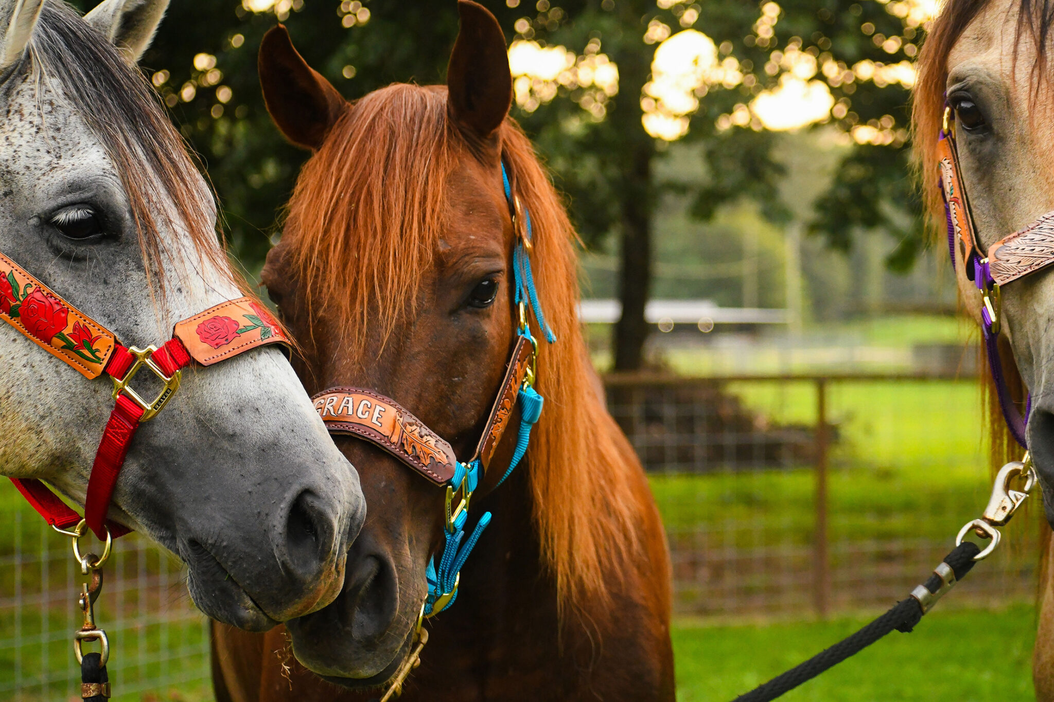 Halters