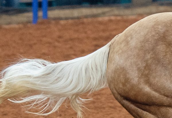 Custom Wool Saddle Pads